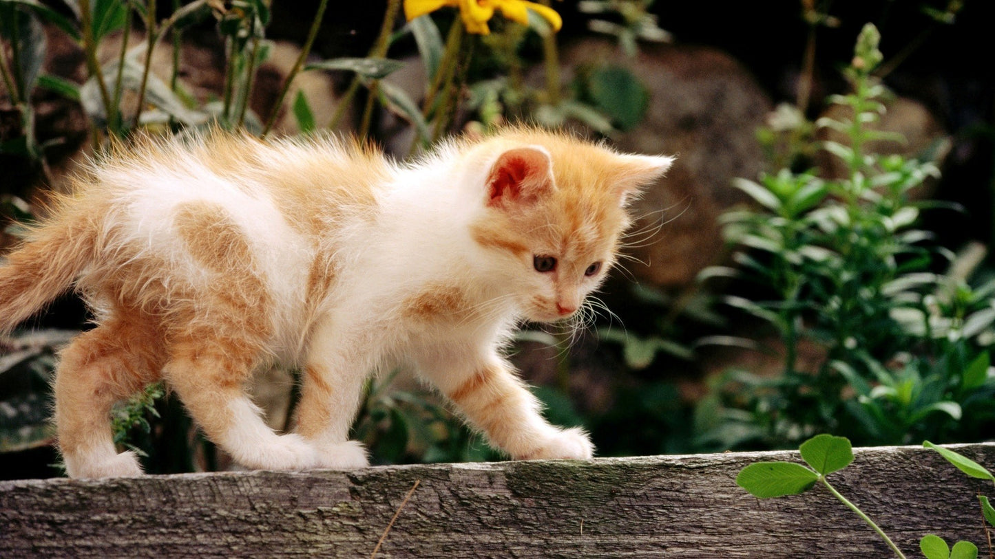 PurrSpa Cica Masszírozó