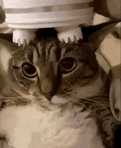 PurrSpa Cica Masszírozó